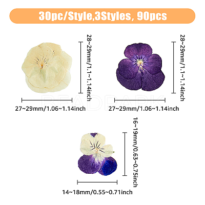 120pcs 3 Style Dried Pansy Flower DIY-HY0001-62-1