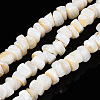 Natural Freshwater Shell Beads Strands SHEL-S278-042-1