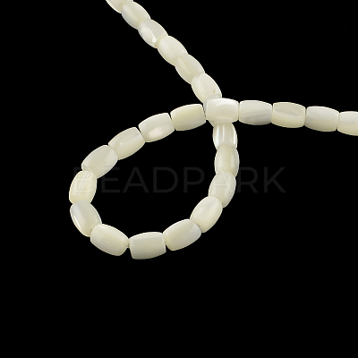 Barrel Natural Trochid Shell/Trochus Shell Beads Strands SSHEL-F290-25-1