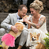 DIY Pet Supplies FIND-DC0007-38-6