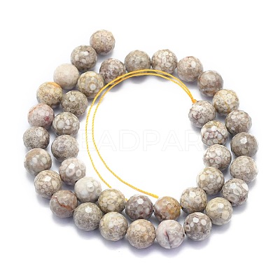 Natural Conch Fossil Beads Strands G-K310-A07-10mm-1