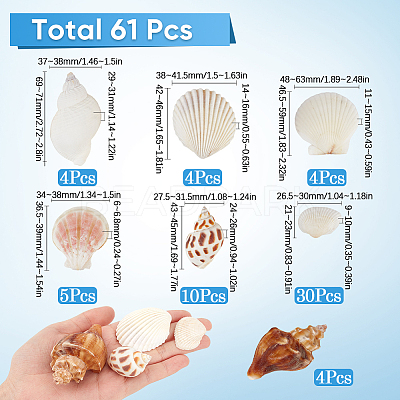 Natural Spiral Shell DIY Decorative Craft Material SHEL-SP0001-02-1