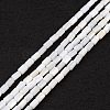 Natural Freshwater Shell Dyed Beads Strands SHEL-M018-12-12-1