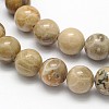 Natural Fossil Coral Round Bead Strands G-N0166-05-8mm-2