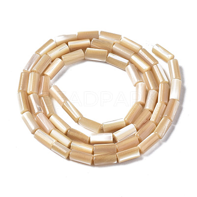 Natural Trochid Shell/Trochus Shell Beads Strands SSHEL-S266-020B-01-1