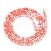 Dyed Natural Trochid Shell/Trochus Shell Beads Strands SSHEL-T017-13D-2