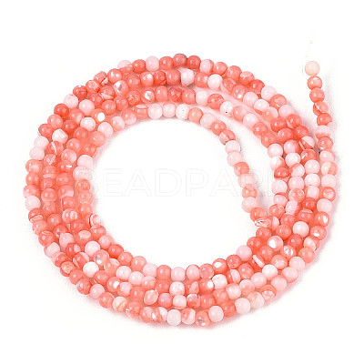 Dyed Natural Trochid Shell/Trochus Shell Beads Strands SSHEL-T017-13D-1