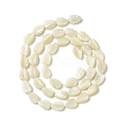 Natural Trochid Shell/Trochus Shell Beads Strands SHEL-F004-14-1