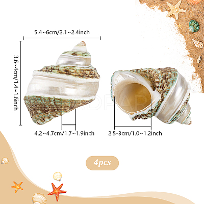 4Pcs Natural Shell FIND-PH0027-49-1