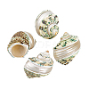 4Pcs Natural Shell FIND-PH0027-49-6