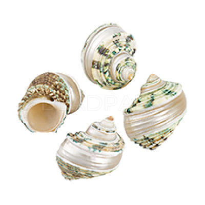 4Pcs Natural Shell FIND-PH0027-49-1