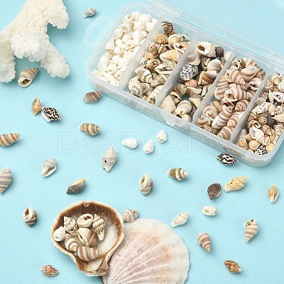 5 Styles Mixed Natural Shell Beads SSHEL-YW0001-03-1