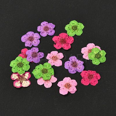 Narcissus Embossing Dried Flowers DIY-K032-60Q-1