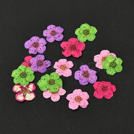 Narcissus Embossing Dried Flowers DIY-K032-60Q-1