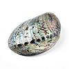 Natural Paua Shell Beads SSHEL-Q298-22-2