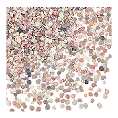 Mini Natural Shell Beads BSHE-PH0001-57B-1