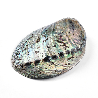 Natural Paua Shell Beads SSHEL-Q298-22-1