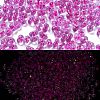 Luminous Glass Seed Beads SEED-A033-07F-1