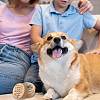 1Pc Beech Wood Engraved Pet Hair Keepsake Boxes CON-CN0001-18J-5