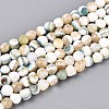 Luminous Natural Seashell Shell Beads Strands SSHEL-N040-05-1