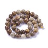 Natural Petrified Wood Beads Strands G-P430-16-D-1