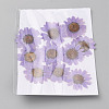 Pressed Dried Flowers DIY-WH0308-412C-1-2