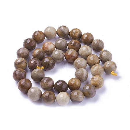 Natural Petrified Wood Beads Strands G-P430-16-D-1