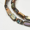 Natural Paua Shell Beads Strands X-G-D171-03-2