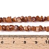 Natural Freshwater Shell Beads Strands SHEL-N037-04C-4