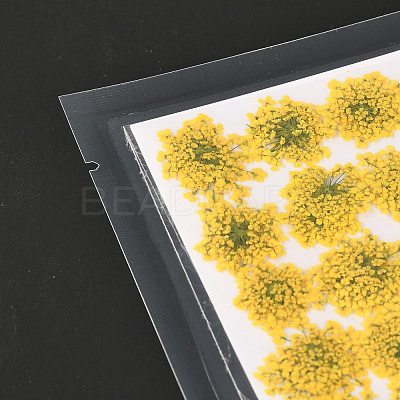 Pressed Dried Flowers DIY-K032-58L-1