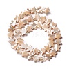 Natural Trochid Shell/Trochus Shell Beads SSHEL-O001-25C-01-1