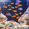 36Pcs 3 Styles Fish Resin Ornaments RESI-CN0001-03-6