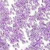 Transparent Inside Colours Glass Seed Beads X1-SEED-H003-04E-3