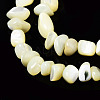 Natural Trochid Shell/Trochus Shell Bead Strands SSHEL-N034-78-C01-3