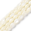 Natural Trochus Shell Beads Strands X-BSHE-E030-02C-1