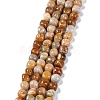 Natural Fossil Coral Beads Strands G-C038-02T-1