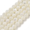 Natural Sea Shell Beads Strands SSHEL-K013-5.5mm-A-1