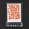 Centaurea Iberica Embossing Dried Flower DIY-K032-65C-2