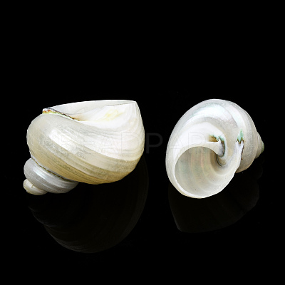 Natural Spiral Shell Beads SSHEL-N034-126-1