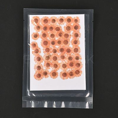 Centaurea Iberica Embossing Dried Flower DIY-K032-65C-1