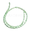 Natural Freshwater Shell Beads Strands SHEL-C010-01A-3