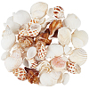 Natural Spiral Shell DIY Decorative Craft Material SHEL-SP0001-02-1