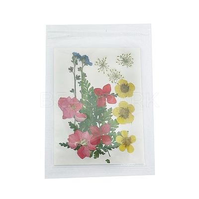Pressed Dried Flowers DIY-B070-01B-1