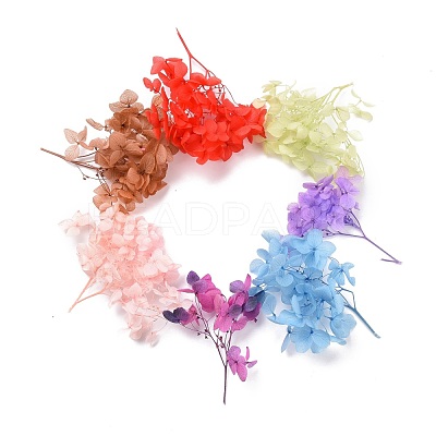 Dried Flowers DIY-D052-17-1