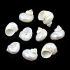 Natural Spiral Shell Beads SSHEL-N034-126-1