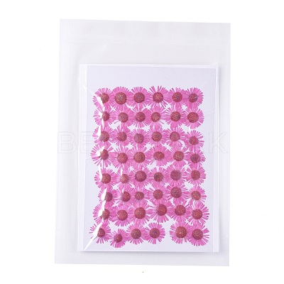 Centaurea Iberica Embossing Dried Flower DIY-K032-65E-1