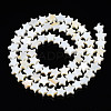 Natural Freshwater Shell Beads Strands SHEL-S278-01A-01-2