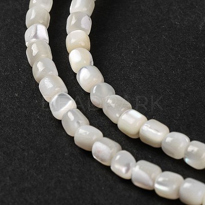 Natural Trochus Shell Beads Strands BSHE-S304-09B-1