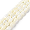 Natural Trochus Shell Beads Strands BSHE-E030-02B-1