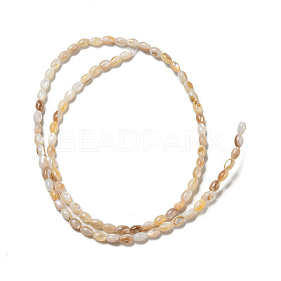 Natural Freshwater Shell Beads Strands SHEL-H072-03-1